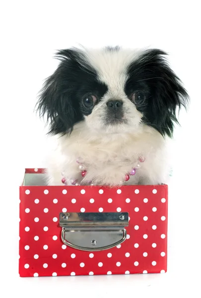 Japanese Chin — Stock Photo, Image