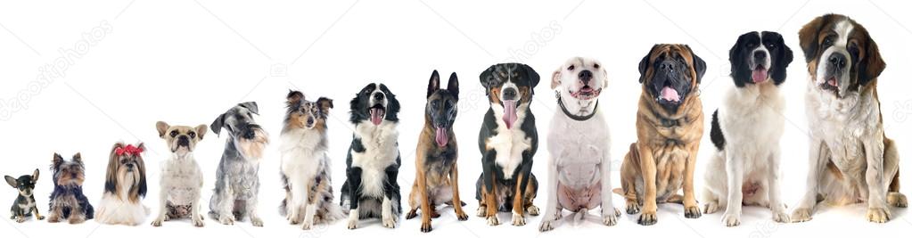 group of dogs