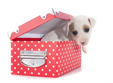 yavru jack russel terrier