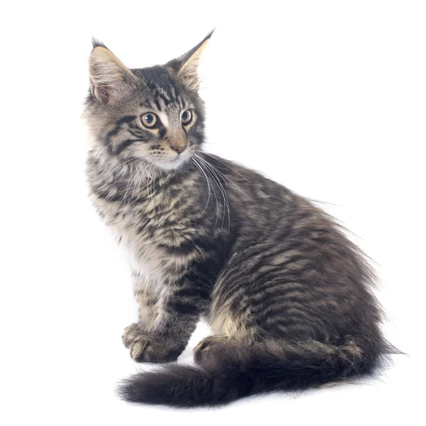 Maine coon kitten — Stock Photo, Image