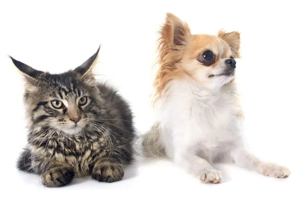 Maine coon gatito y chihuahua — Foto de Stock