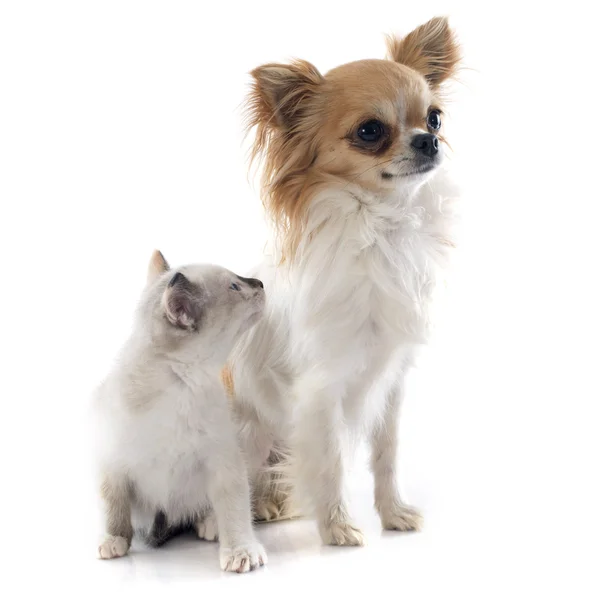 Chihuahua et chaton siamois — Photo