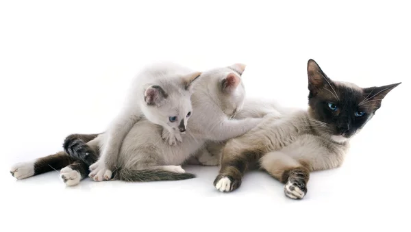 Siamese Cat — Stock Photo, Image