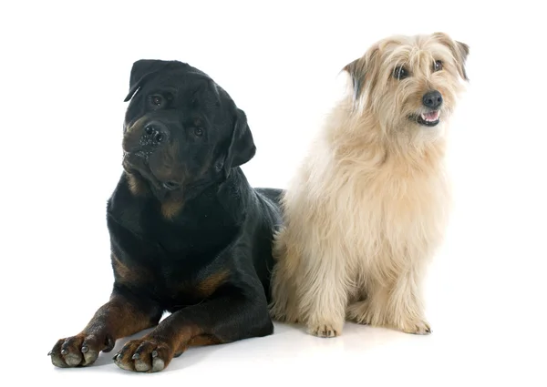Rottweiler and pyrenean shepherd — Stock Photo, Image