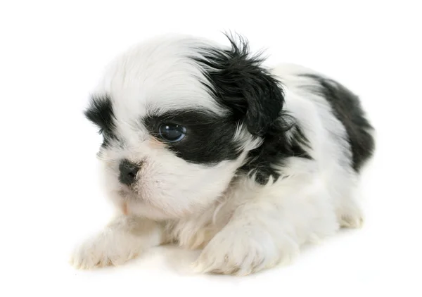 Cachorro Shih Tzu — Foto de Stock