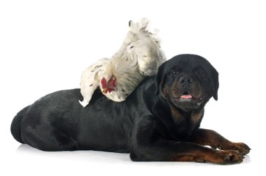 Brahma horozu ve rottweiler