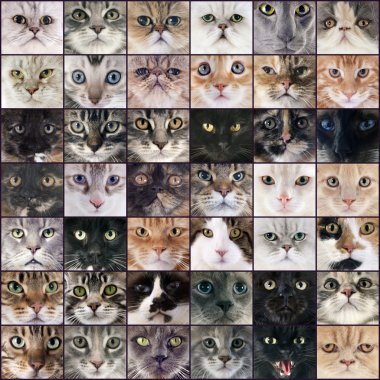 Grup kedi