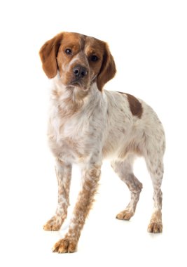 Brittany spaniel