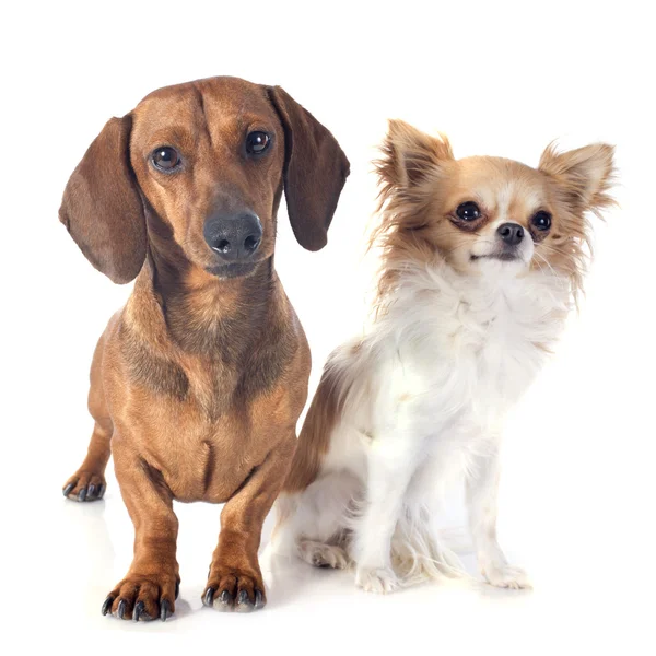 Tax hund och chihuahua — Stockfoto