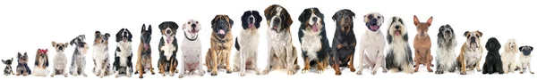 Group of dogs — Stock Photo, Image