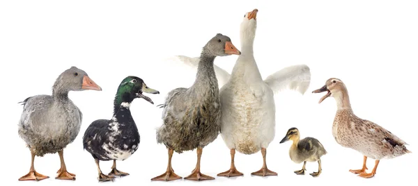 Gooses and ducks — Stock Photo, Image