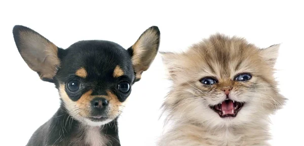 Chihuahua cachorro y gatito — Foto de Stock