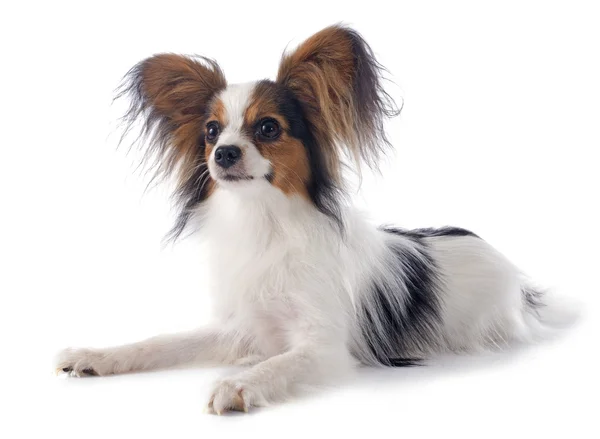 Young papillon — Stock Photo, Image