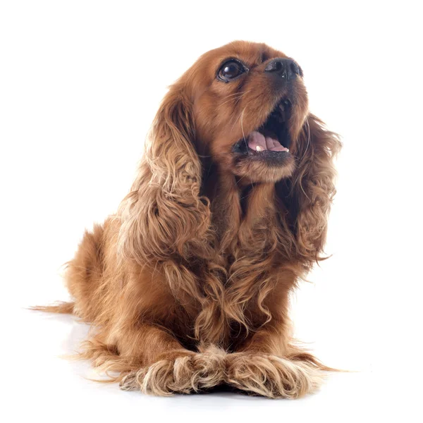 Cavalier king charles — Stock Photo, Image