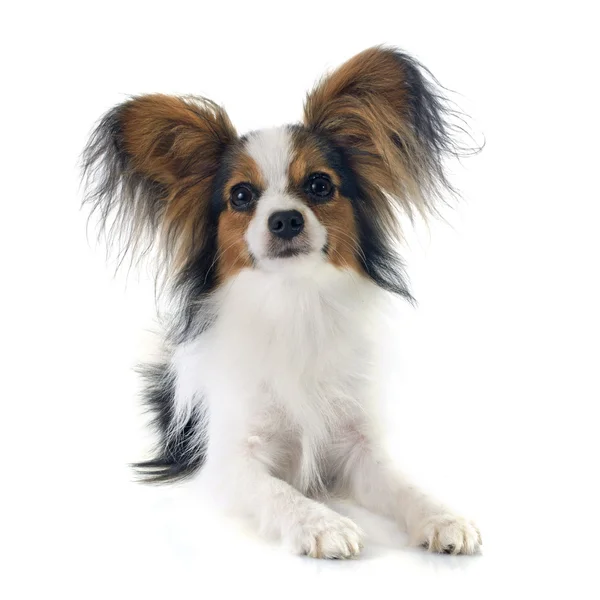 Young papillon — Stock Photo, Image