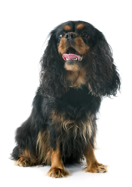 Cavalier king charles — Stock Photo, Image