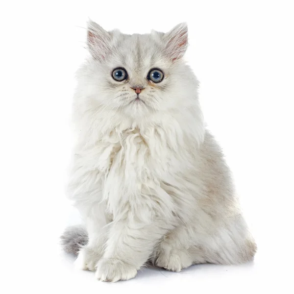 Persian kitten — Stock Photo, Image