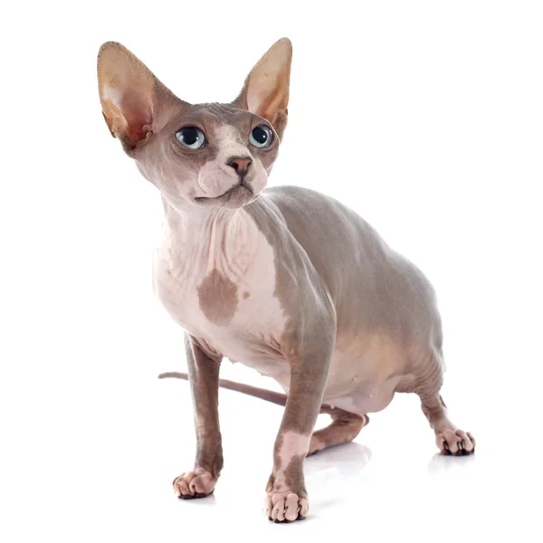 Sphynx Hairless Cat — Stock Photo, Image