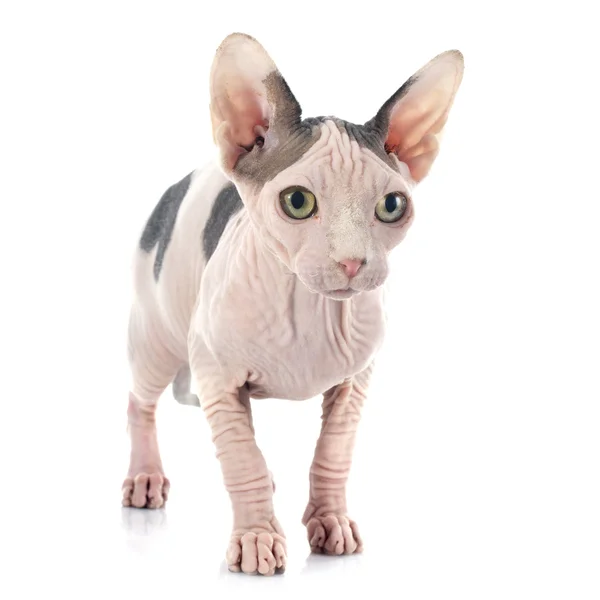 Sphynx bezsrstá kočka — Stock fotografie