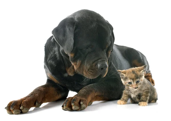 Rottweiler and kitten — Stock Photo, Image