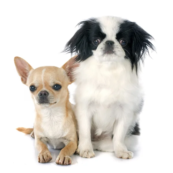 Dois cães pequenos — Fotografia de Stock