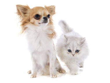 Farsça yavru kedi ve chihuahua