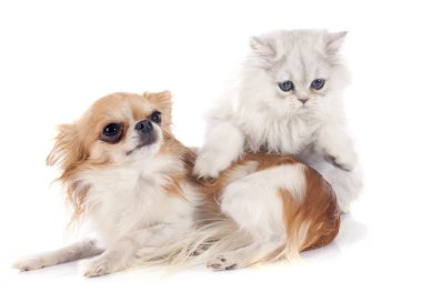 Farsça yavru kedi ve chihuahua