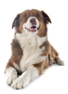 Avustralyalı çoban