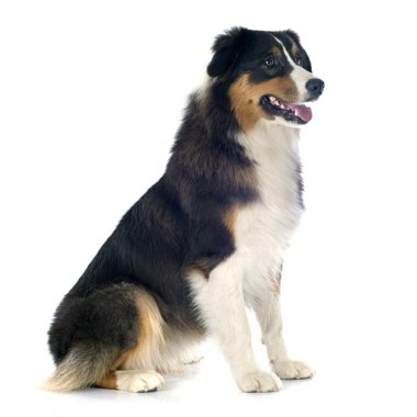 Avustralyalı çoban