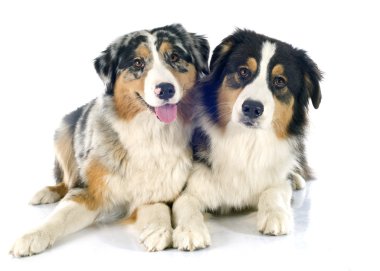 Avustralyalı çoban