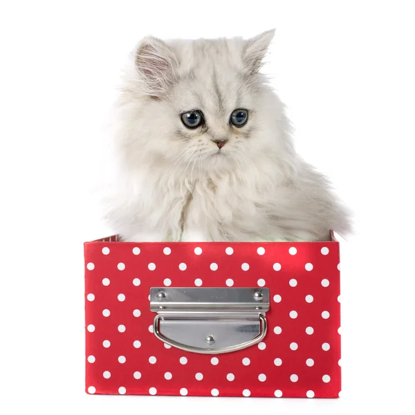Persian kitten — Stock Photo, Image