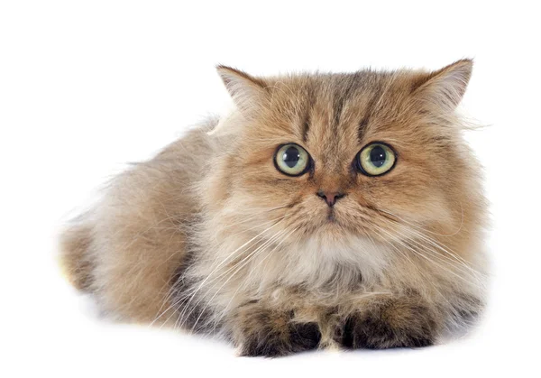 波斯语的猫 — 图库照片