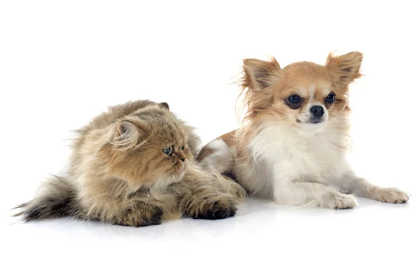 Perská kočka a čivava — Stock fotografie