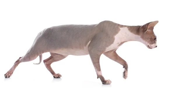 Sphynx Hairless Cat — Stock Photo, Image