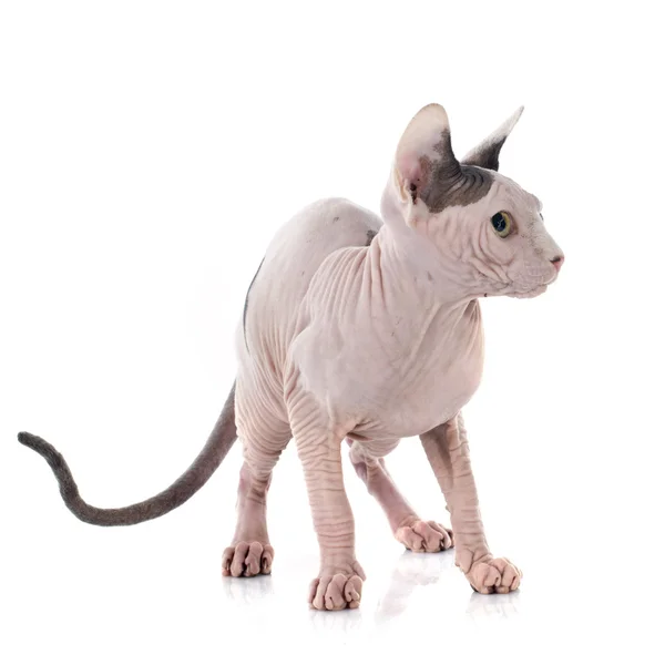 Alında saç çizgisi Sphynx kedi — Stok fotoğraf