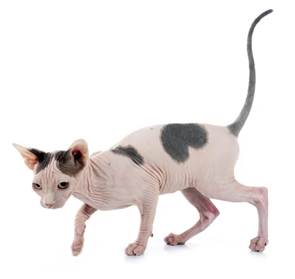 Sphynx hårlös katt — Stockfoto