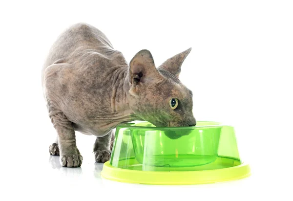 Jedzenie kotów bezwłosych Sphynx — Zdjęcie stockowe