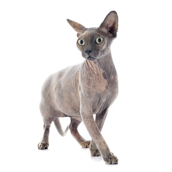 Sphynx hårlös katt — Stockfoto