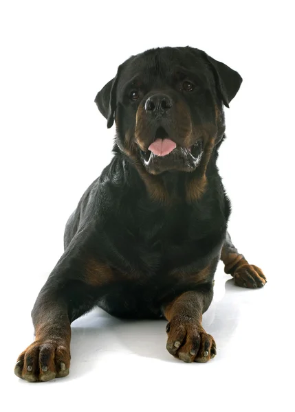 Joven rottweiler — Foto de Stock