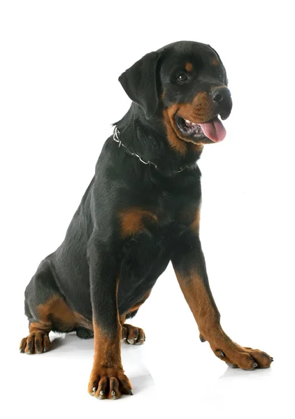 Joven rottweiler —  Fotos de Stock