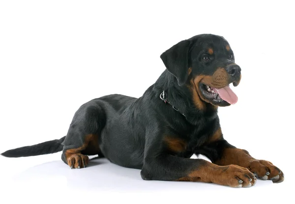 Genç rottweiler — Stok fotoğraf