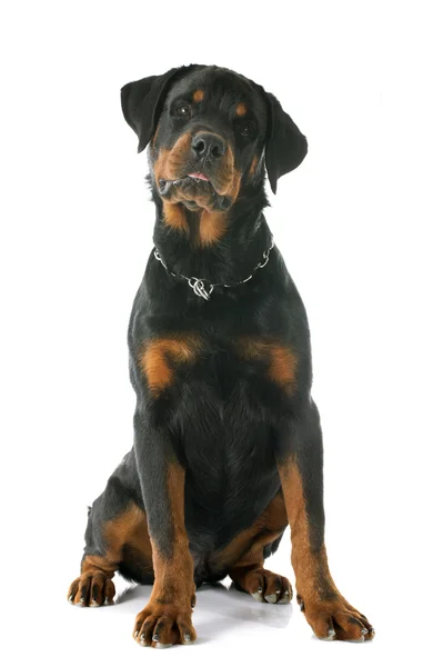 Jovem rottweiler — Fotografia de Stock