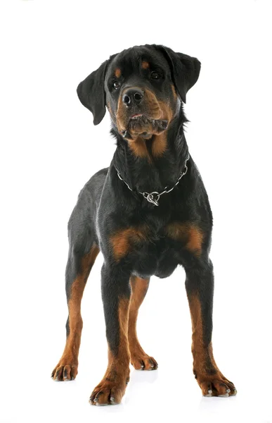 Genç rottweiler — Stok fotoğraf