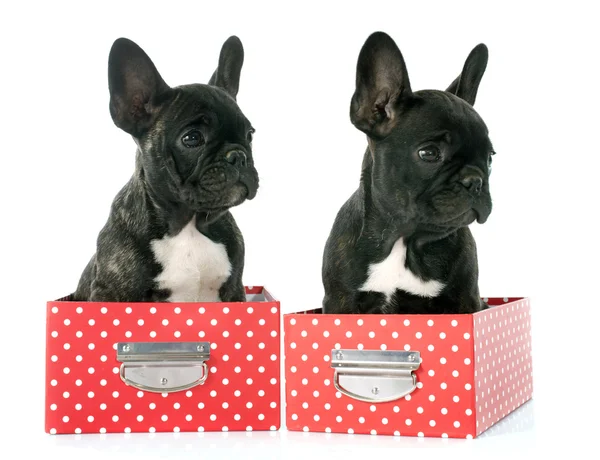 Puppy french bulldog — Stock Photo, Image