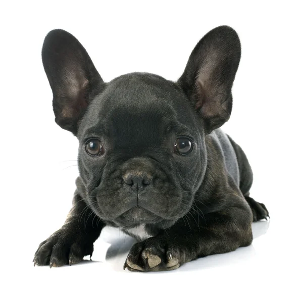 Bouledogue français chiot — Photo