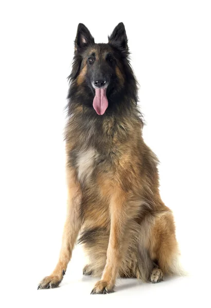 Belgian shepherd tervueren — Stock Photo, Image