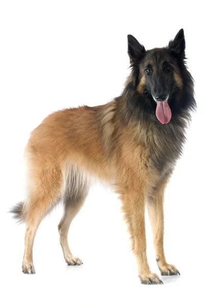 Belgian shepherd tervueren — Stock Photo, Image