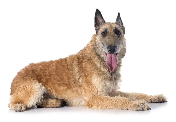 Belgischer Schäferhund laekenois — Stockfoto