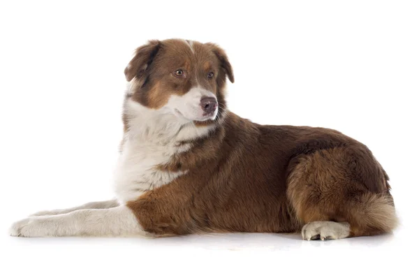 Australian shepherd — Stock Photo, Image