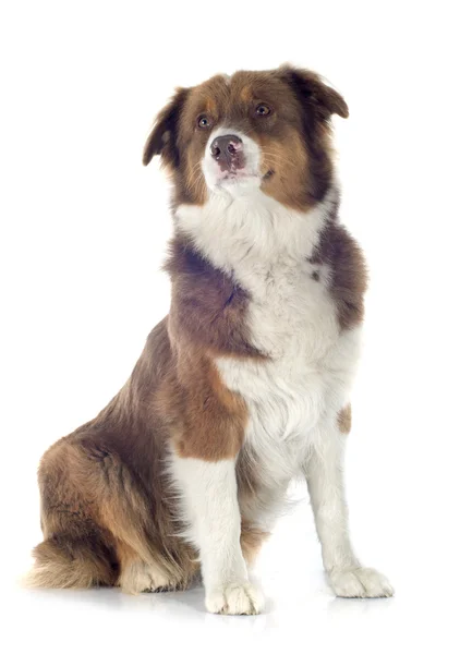 Australian shepherd — Stock Photo, Image